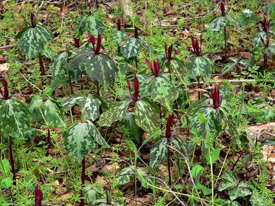 {Trillium maculatum}